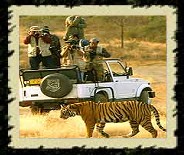 Ranthambhore National Park, India Wildlife Tour